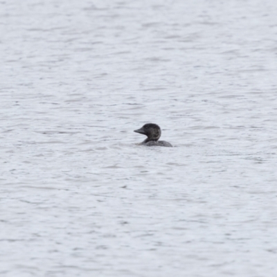 Biziura lobata (Musk Duck) at Carrick, NSW - 2 May 2024 by NigeHartley