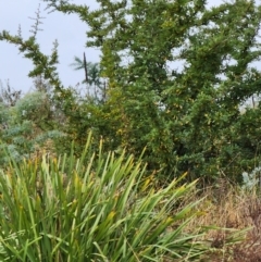 Pyracantha angustifolia (Firethorn, Orange Firethorn) at Farrer, ACT - 5 May 2024 by julielindner