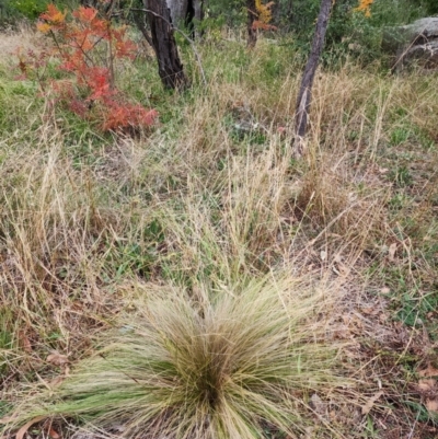 Nassella trichotoma (Serrated Tussock) at Farrer, ACT - 5 May 2024 by julielindner