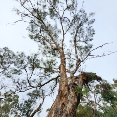 Eucalyptus melliodora (Yellow Box) at Deakin, ACT - 5 May 2024 by Steve818
