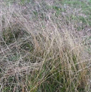 Unidentified Grass at Garran, ACT by ruthkerruish