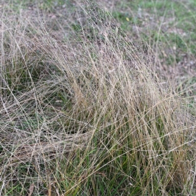 Unidentified Grass at Hughes Garran Woodland - 4 May 2024 by ruthkerruish