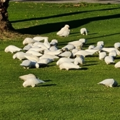 Cacatua sanguinea (Little Corella) at Adelaide, SA - 5 May 2024 by Mike