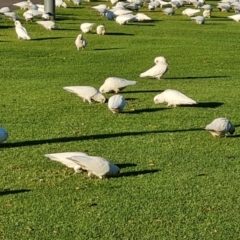 Cacatua sanguinea at Adelaide, SA - 5 May 2024 04:53 PM