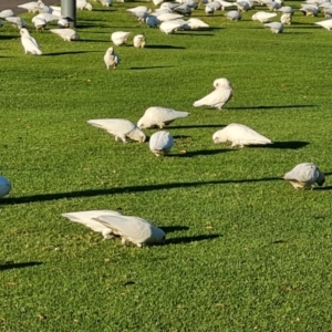 Cacatua sanguinea at Adelaide, SA - 5 May 2024 04:53 PM