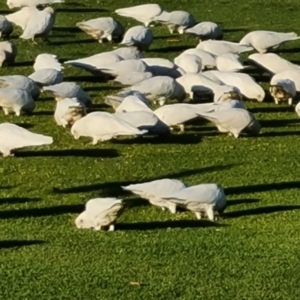 Cacatua sanguinea at Adelaide, SA - 5 May 2024