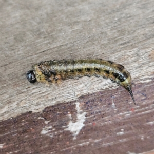 Pterygophorinae (subfamily) at Kambah, ACT - 5 May 2024 10:37 AM