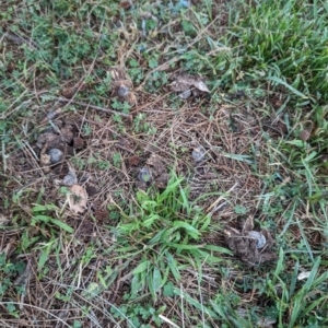 Geastrum tenuipes at Flynn, ACT - 30 Apr 2024