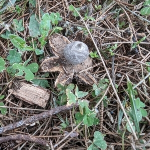 Geastrum tenuipes at Flynn, ACT - 30 Apr 2024 10:48 AM