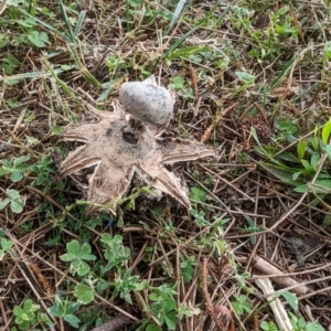 Geastrum tenuipes at Flynn, ACT - 30 Apr 2024 10:48 AM