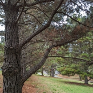 Celaenia calotoides at Florey, ACT - 5 May 2024