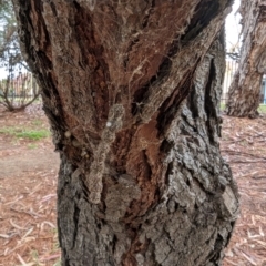 Celaenia calotoides at Florey, ACT - 5 May 2024