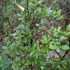 Coprosma hirtella (Currant Bush) at Namadgi National Park - 5 May 2024 by HelenCross