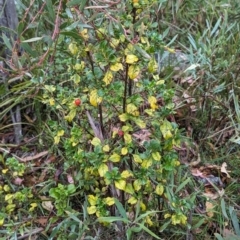 Coprosma hirtella at Namadgi National Park - 5 May 2024 10:12 AM