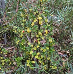 Coprosma hirtella at Namadgi National Park - 5 May 2024