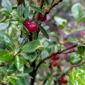 Coprosma hirtella at Namadgi National Park - 5 May 2024