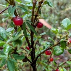 Coprosma hirtella at Namadgi National Park - 5 May 2024