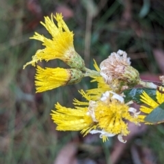 Podolepis hieracioides at Tennent, ACT - 5 May 2024 by HelenCross