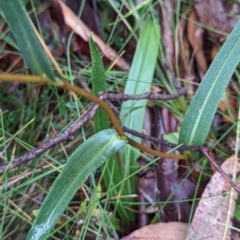 Podolepis hieracioides at Namadgi National Park - 5 May 2024 10:38 AM