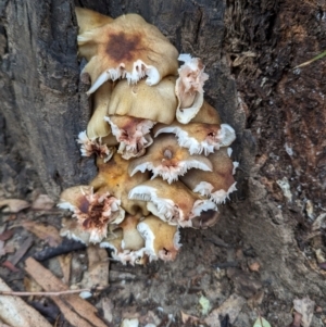 Unidentified Fungus at Tharwa, ACT by HelenCross