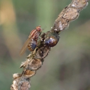 Sapromyza brunneovittata (A lauxid fly) at Murrumbateman, NSW by SimoneC