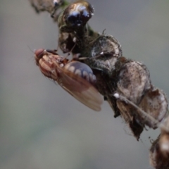 Sapromyza brunneovittata at Murrumbateman, NSW - 27 Apr 2024