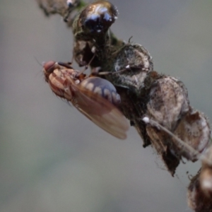 Sapromyza brunneovittata at Murrumbateman, NSW - 27 Apr 2024 04:28 PM