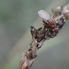 Sapromyza brunneovittata at Murrumbateman, NSW - 27 Apr 2024 04:28 PM