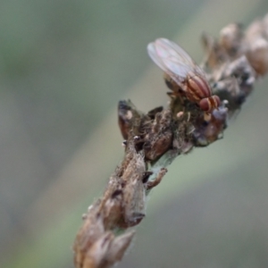 Sapromyza brunneovittata at Murrumbateman, NSW - 27 Apr 2024