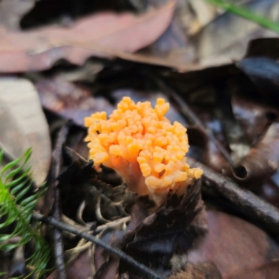 Ramaria anziana at Mulgoa, NSW - 5 May 2024 by Csteele4