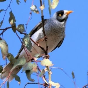 Manorina melanocephala at Charles Sturt University - 5 May 2024