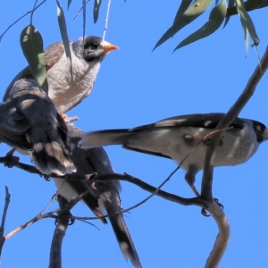 Manorina melanocephala at Charles Sturt University - 5 May 2024