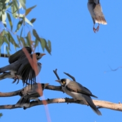 Manorina melanocephala at Charles Sturt University - 5 May 2024