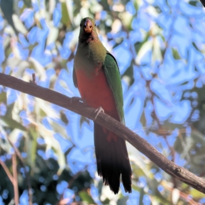 Alisterus scapularis (Australian King-Parrot) at Albury - 4 May 2024 by KylieWaldon