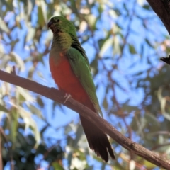 Alisterus scapularis at Charles Sturt University - 5 May 2024