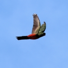 Alisterus scapularis at Charles Sturt University - 5 May 2024