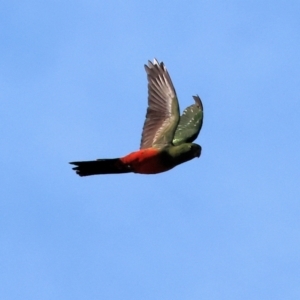 Alisterus scapularis at Charles Sturt University - 5 May 2024