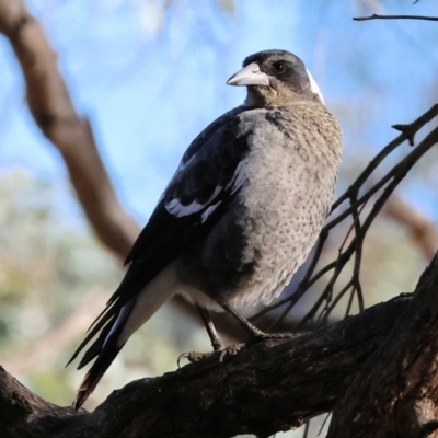Gymnorhina tibicen (Australian Magpie) at Thurgoona, NSW - 4 May 2024 by KylieWaldon