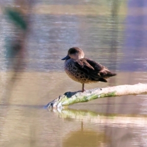 Anas gracilis at Albury - 5 May 2024 09:49 AM