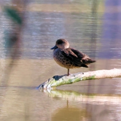 Anas gracilis (Grey Teal) at Albury - 4 May 2024 by KylieWaldon