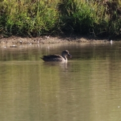 Anas gracilis at Albury - 5 May 2024 09:49 AM