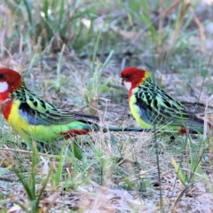 Platycercus eximius (Eastern Rosella) at Charles Sturt University - 5 May 2024 by KylieWaldon