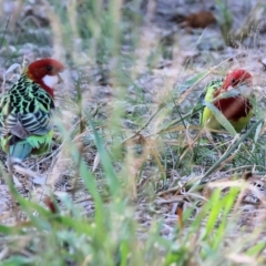 Platycercus eximius at Charles Sturt University - 5 May 2024 09:53 AM