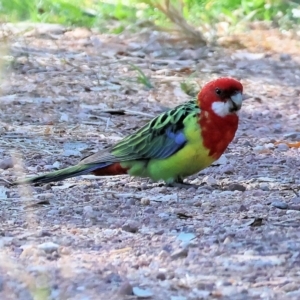 Platycercus eximius at Charles Sturt University - 5 May 2024 09:53 AM