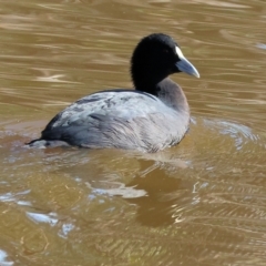 Fulica atra (Eurasian Coot) at Thurgoona, NSW - 4 May 2024 by KylieWaldon