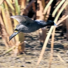 Fulica atra (Eurasian Coot) at Charles Sturt University - 5 May 2024 by KylieWaldon