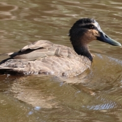 Anas superciliosa (Pacific Black Duck) at Albury - 5 May 2024 by KylieWaldon