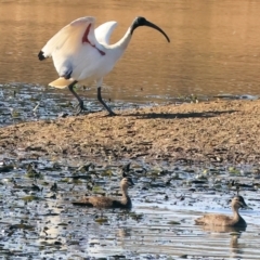 Anas superciliosa at Albury - 5 May 2024