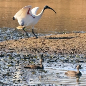 Anas superciliosa at Albury - 5 May 2024