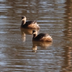 Tachybaptus novaehollandiae (Australasian Grebe) at Charles Sturt University - 5 May 2024 by KylieWaldon